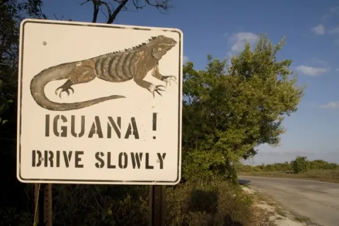 Framed Print : Cayman Islands, Little Cayman Island, Iguana Crossing Sign along country road Framed Print : Cayman Islands, Little Cayman Island, Iguana Crossing Sign along country road