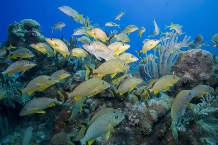 Framed Print : Cayman Islands, Little Cayman Island, Underwater view of Blue-striped Grunt (Haemulon