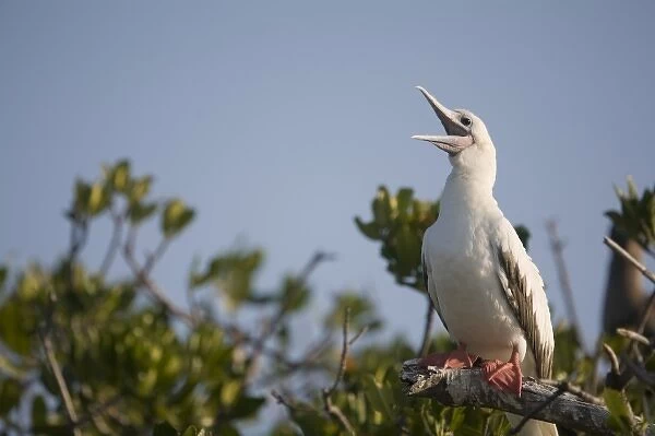 Cayman Islands, Little Cayman Island, Red-footed Boobies (Sula sula) nesting along