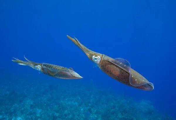 Cayman Islands, Little Cayman Island, Underwater view Caribbean Reef Squid (Sepioteuthis