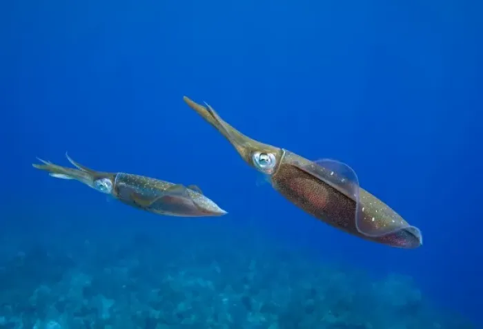 Framed Print : Cayman Islands, Little Cayman Island, Underwater view Caribbean Reef Squid (Sepioteuthis