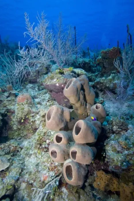 Framed Print : Cayman Islands, Little Cayman Island, Underwater view of Coral reef along Bloody Bay Wall