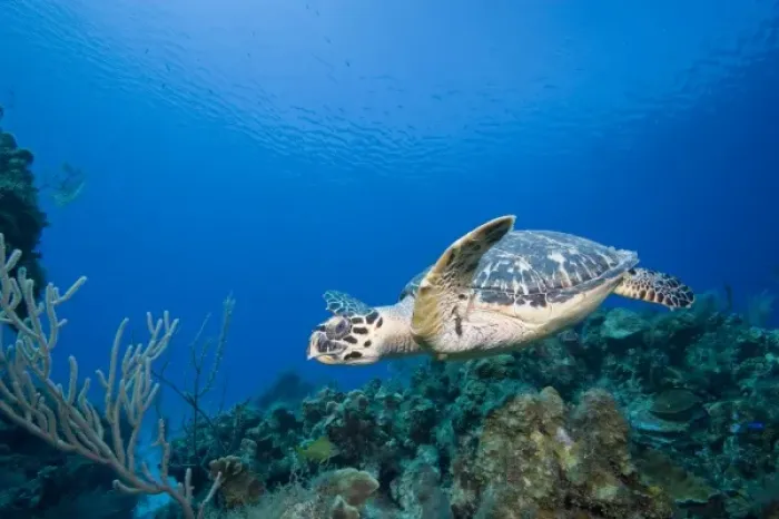 Framed Print : Cayman Islands, Little Cayman Island, Underwater view of Hawksbill Turtle (Eretmochelys Framed Print : Cayman Islands, Little Cayman Island, Underwater view of Hawksbill Turtle (Eretmochelys