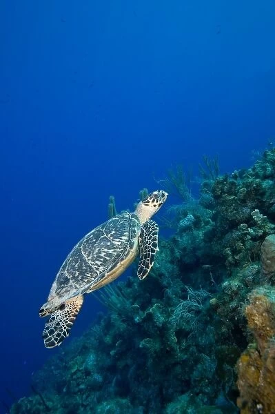 Cayman Islands, Little Cayman Island, Underwater view of Hawksbill Turtle (Eretmochelys