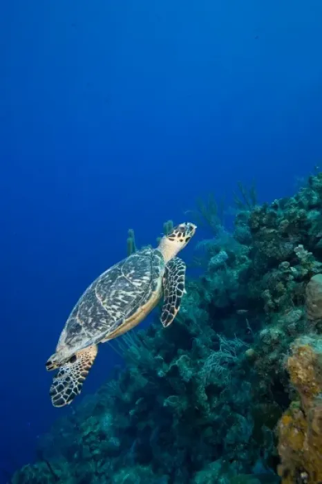 Framed Print : Cayman Islands, Little Cayman Island, Underwater view of Hawksbill Turtle (Eretmochelys Framed Print : Cayman Islands, Little Cayman Island, Underwater view of Hawksbill Turtle (Eretmochelys
