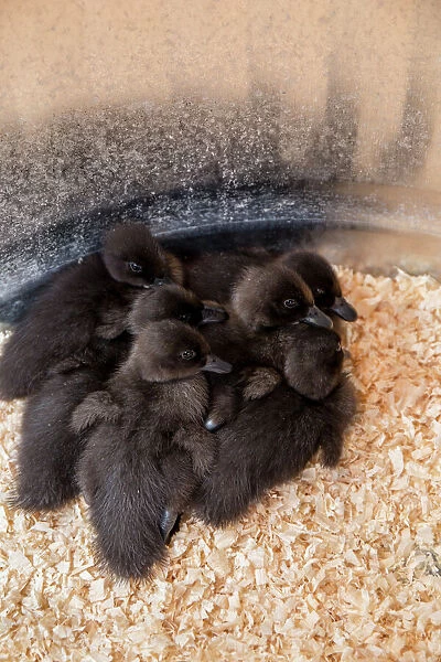 Cayuga ducklings huddled together under a heat lamp for warmth
