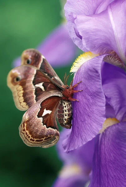 Cecropia Moth on Iris in Garden. Credit as: Nancy Rotenberg  /  Jaynes Gallery  /  DanitaDelimont