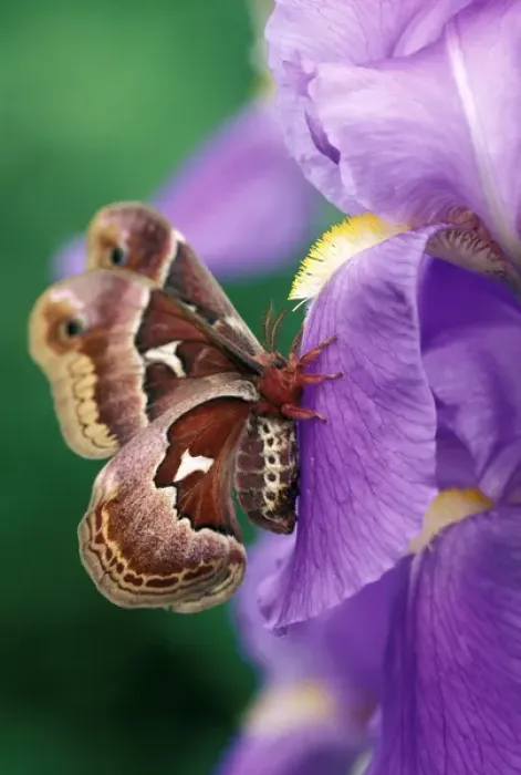 Framed Print : Cecropia Moth on Iris in Garden. Credit as: Nancy Rotenberg / Jaynes Gallery / DanitaDelimont Framed Print : Cecropia Moth on Iris in Garden. Credit as: Nancy Rotenberg / Jaynes Gallery / DanitaDelimont