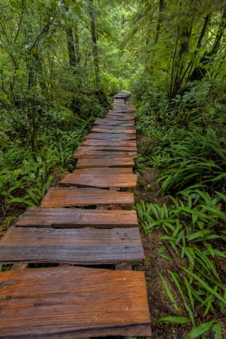 Framed Print : Cedar plank boardwalk through old growth cedar forest on Meares Island near Tofino Framed Print : Cedar plank boardwalk through old growth cedar forest on Meares Island near Tofino