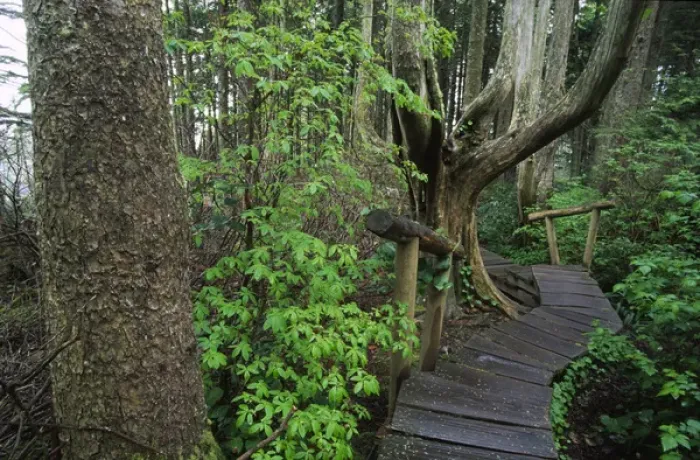 Framed Print : Cedar Plank Boardwalk Trail to Cape Flattery, Olympic National Park; Washington; US Framed Print : Cedar Plank Boardwalk Trail to Cape Flattery, Olympic National Park; Washington; US