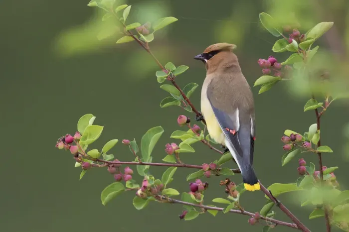 Framed Print : Cedar Waxwing Framed Print : Cedar Waxwing