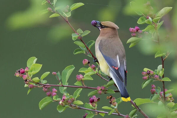 Cedar waxwing with berry