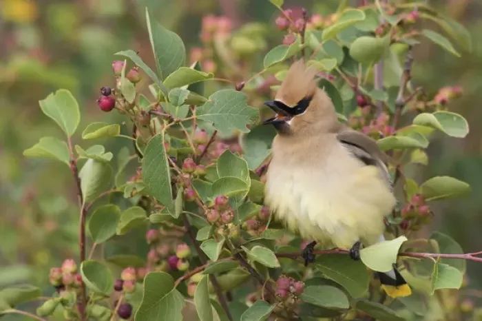 Framed Print : Cedar Waxwing on Blueberry Bush