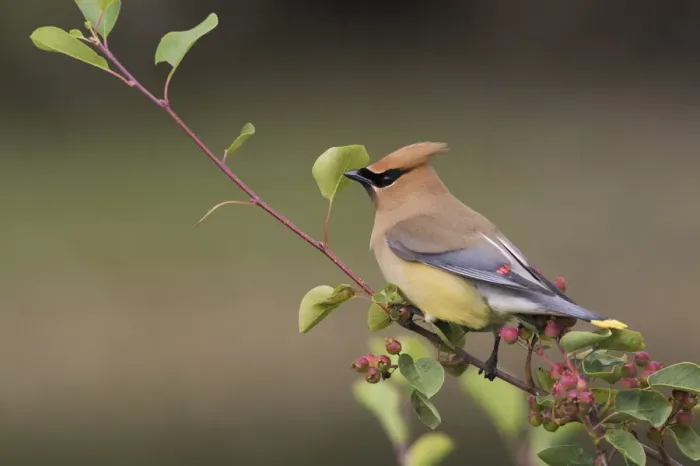 Framed Print : Cedar Waxwing on a blueberry bush