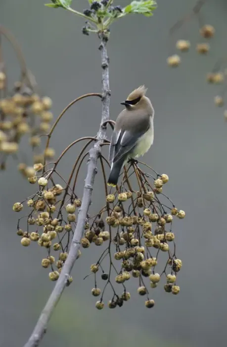 Framed Print : Cedar Waxwing, Bombycilla cedrorum, adult on Chinaberry Tree (Melia azedarach), New Braunfels Framed Print : Cedar Waxwing, Bombycilla cedrorum, adult on Chinaberry Tree (Melia azedarach), New Braunfels