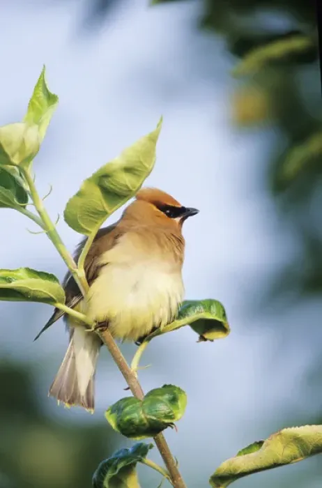 Framed Print : Cedar Waxwing (Bombycilla cedrorum) in Apple tree, Marion Co. IL