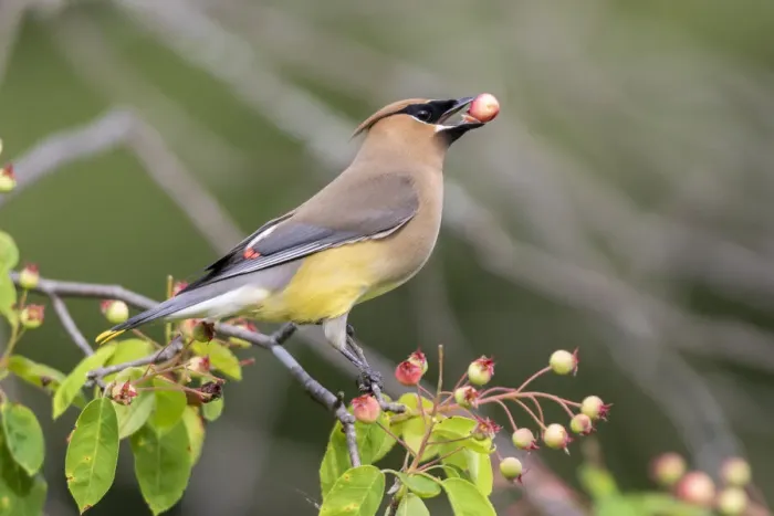 Framed Print : Cedar Waxwing (Bombycilla cedrorum) eating berry in Serviceberry Bush Framed Print : Cedar Waxwing (Bombycilla cedrorum) eating berry in Serviceberry Bush