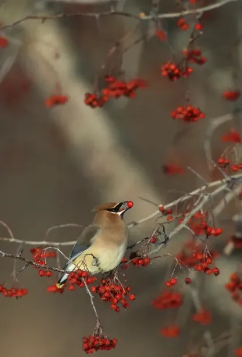 Framed Print : Cedar Waxwing (Bombycilla cedrorum) eating hawthorn berry Sangomon Co. IL Framed Print : Cedar Waxwing (Bombycilla cedrorum) eating hawthorn berry Sangomon Co. IL