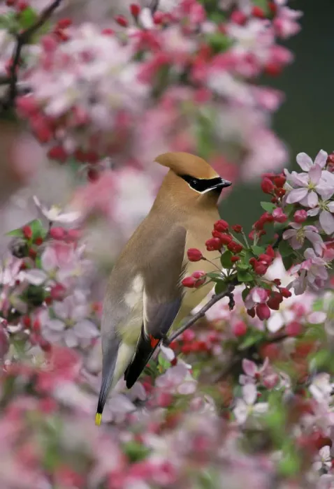 Framed Print : Cedar Waxwing among crabapple blossoms, Bombycilla cedrorum