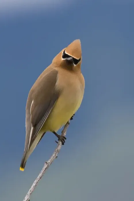 Framed Print : Cedar Waxwing, a curious stare Framed Print : Cedar Waxwing, a curious stare
