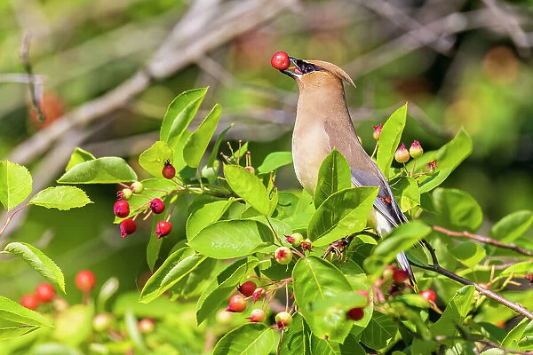Cedar Waxwing eating Serviceberries, Marion County, Illinois
