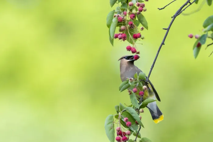 Framed Print : Cedar Waxwing eating Serviceberry. Marion County, Illinois, USA