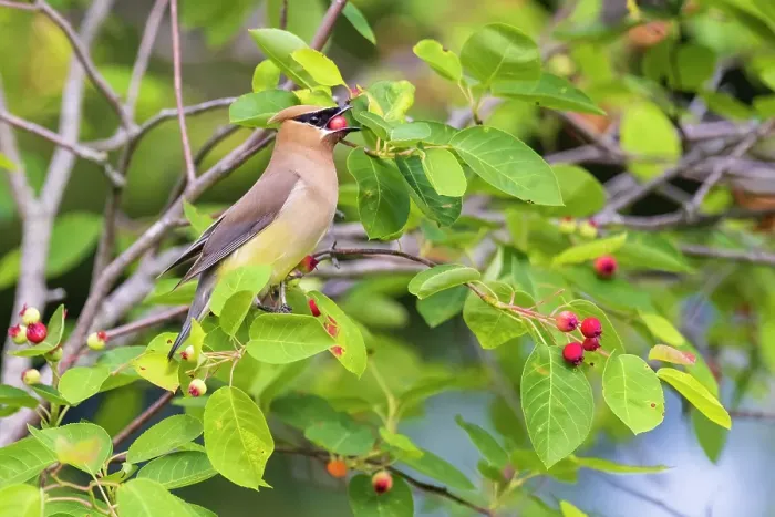 Framed Print : Cedar waxwing eating serviceberry, Marion County, Illinois Framed Print : Cedar waxwing eating serviceberry, Marion County, Illinois