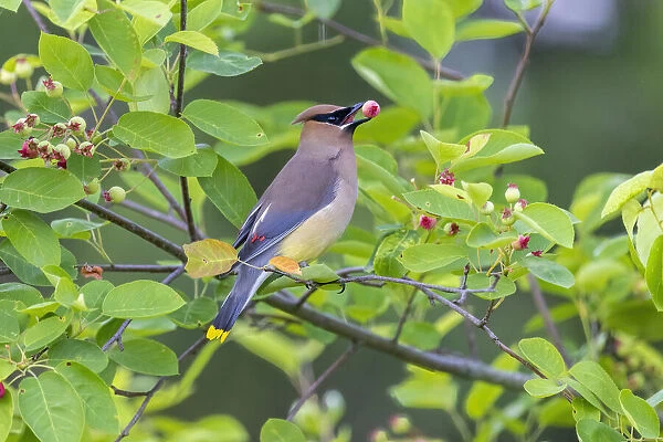 Cedar waxwing in eating serviceberry in serviceberry bush, Marion County, Illinois