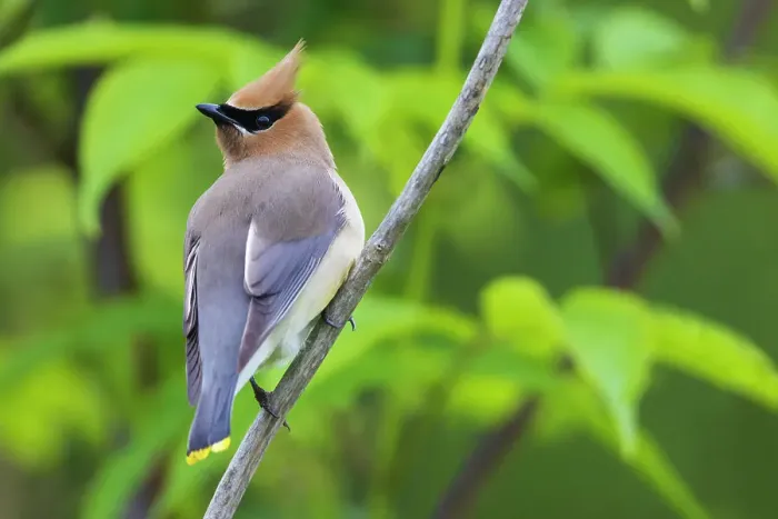 Framed Print : Cedar waxwing, pausing for a moment while foraging on nearby berries, Washington State, USA Framed Print : Cedar waxwing, pausing for a moment while foraging on nearby berries, Washington State, USA