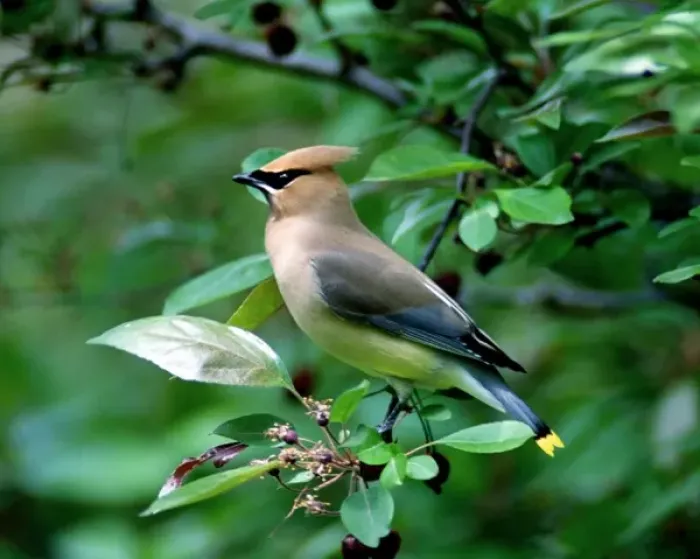 Framed Print : Cedar Waxwing perched on a branch