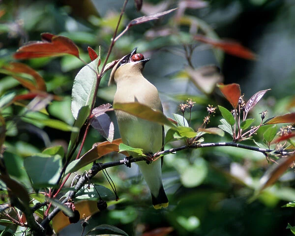 Cedar Waxwing perched eating on a crabapple