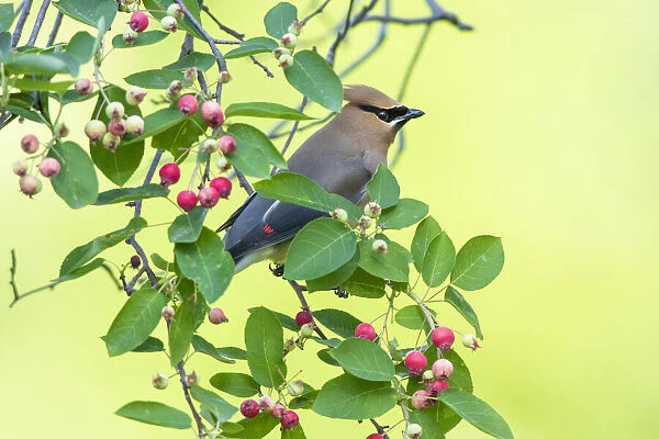 Cedar waxwing in serviceberry, Marion County, Illinois
