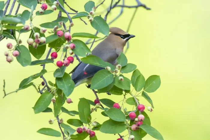 Framed Print : Cedar waxwing in serviceberry, Marion County, Illinois Framed Print : Cedar waxwing in serviceberry, Marion County, Illinois