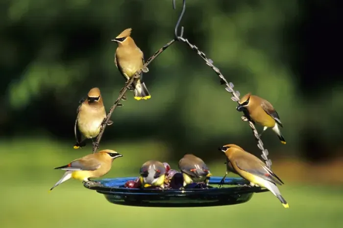 Framed Print : Cedar Waxwings (Bombycilla cedrorum) on grape jelly birdfeeder, Marion Co. IL