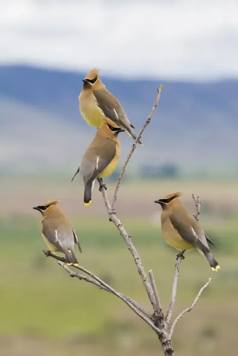 Framed Print : Cedar waxwings, spring migration