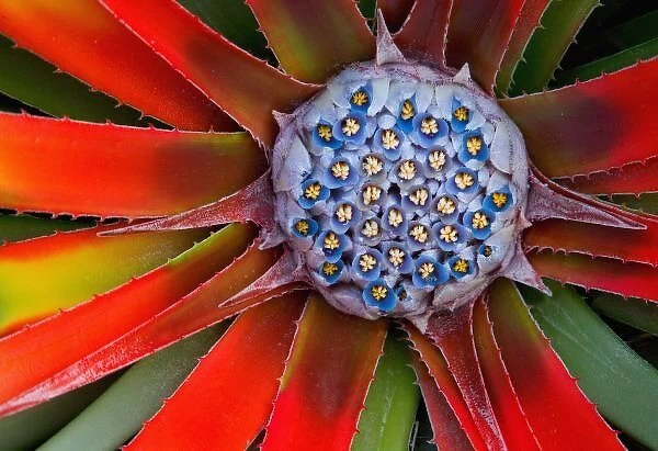 Center of a blooming agave - San Francisco Conservatory California