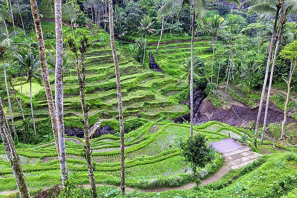 The center of the island of Bali is Ubud with the magical rice terraces. You can walk among the rice fields. It is also the location of the jungle swing
