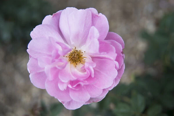 Centered pink rose
