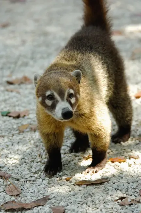 Framed Print : Central America, Belize, Belize City, Belize Zoo. Coatimundi Framed Print : Central America, Belize, Belize City, Belize Zoo. Coatimundi