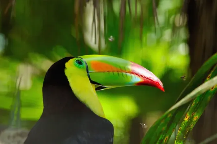 Framed Print : Central America, Belize, Belize City, Belize Zoo. Keel-billed toucan (Ramphastos