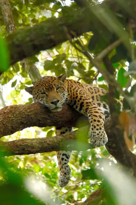 Framed Print : Central America, Belize, Belize City, Belize Zoo. Jaguar Framed Print : Central America, Belize, Belize City, Belize Zoo. Jaguar