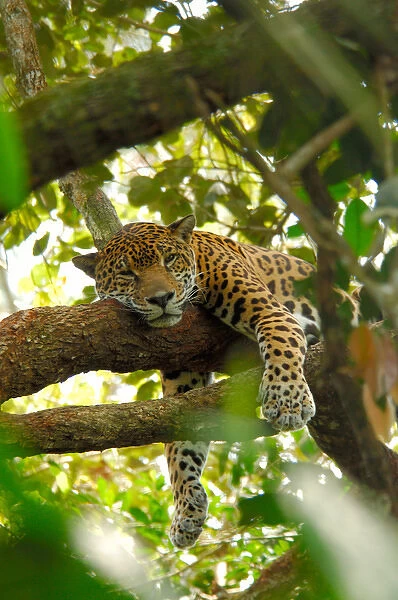 Central America, Belize, Belize City, Belize Zoo. Jaguar