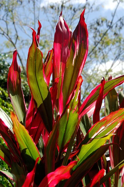 Central America, Belize, Monkey Bay, San Ignacio Resort Hotel. Plant life