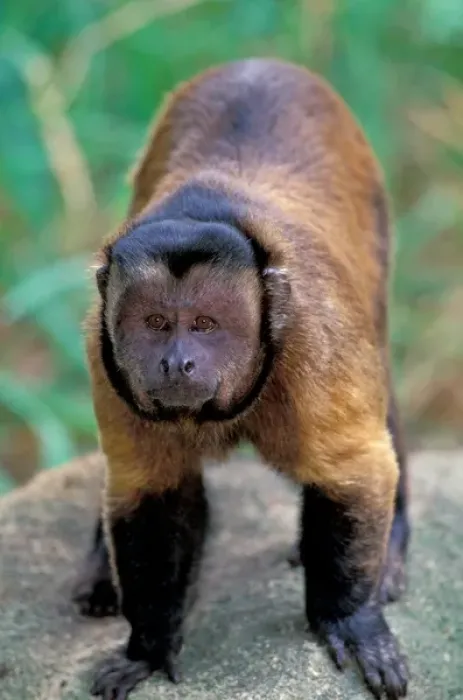Framed Print : Central America, Brown Pale-fronted Capuchin, Cebus Albifrons