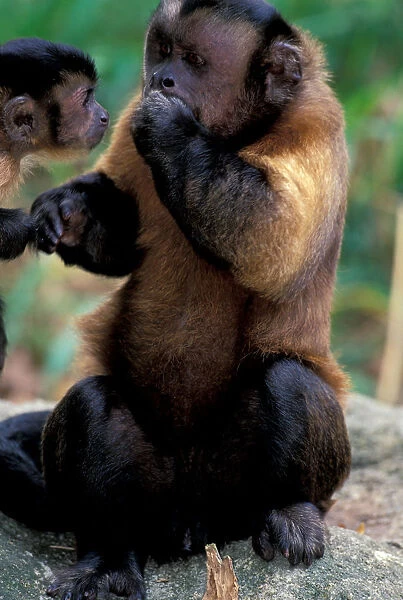 Central America, Brown Pale-fronted Capuchin, Cebus Albifrons