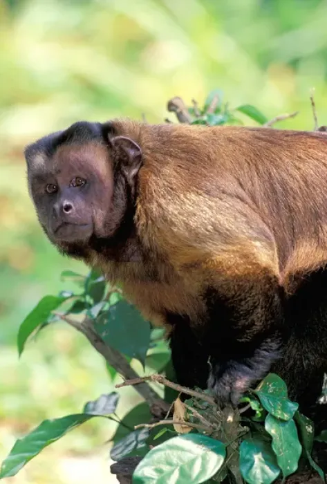 Framed Print : Central America, Brown Pale-fronted Capuchin, Cebus Albifrons Framed Print : Central America, Brown Pale-fronted Capuchin, Cebus Albifrons