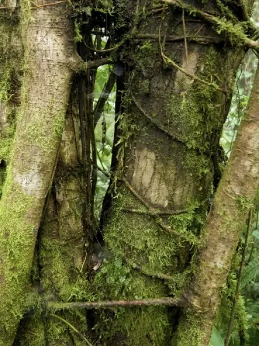 Framed Print : Central America, Costa Rica Framed Print : Central America, Costa Rica