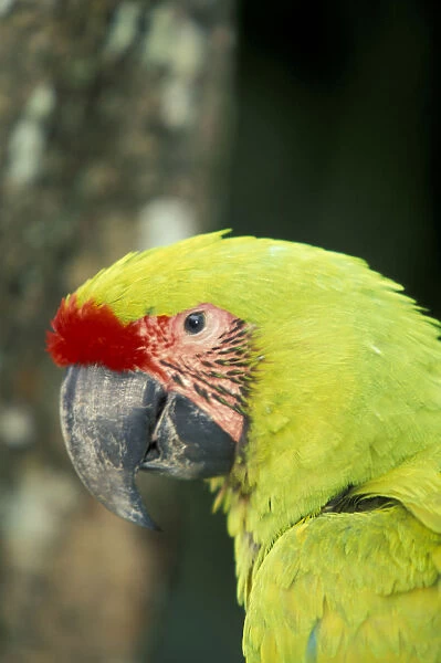 Central America, Costa Rica Ara Ambigua Great Green Macaw
