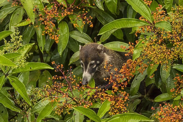 Central America, Costa Rica, Arenal. Coatimundi eating berries