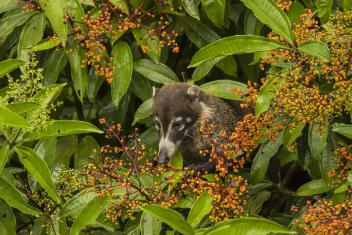 Framed Print : Central America, Costa Rica, Arenal. Coatimundi eating berries